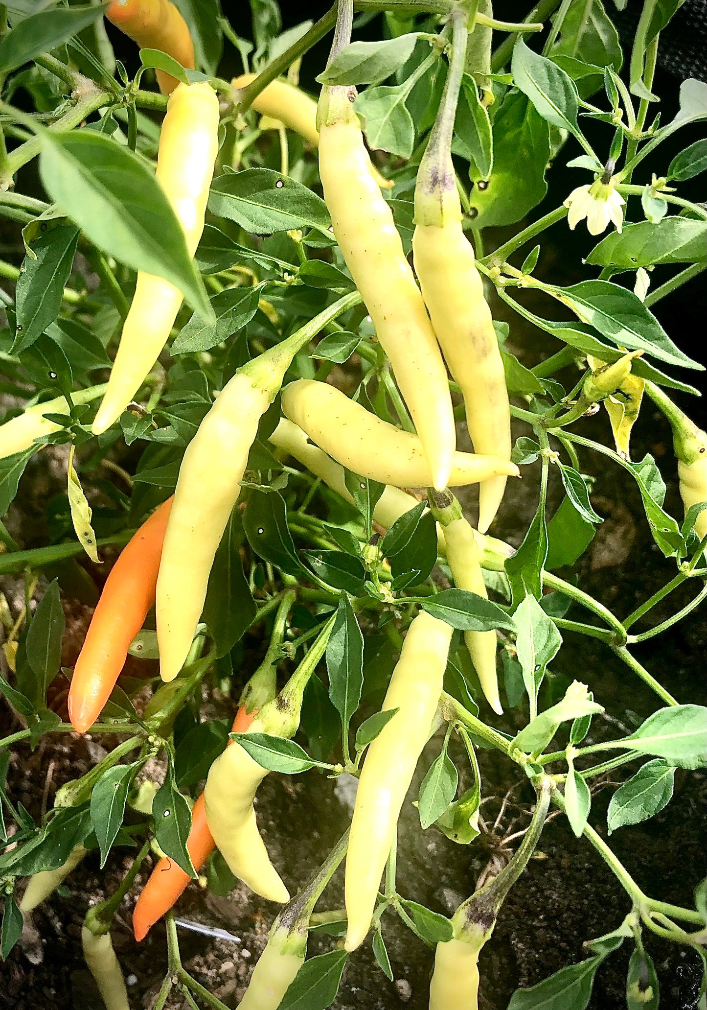 Pepper - Bushy White Thai