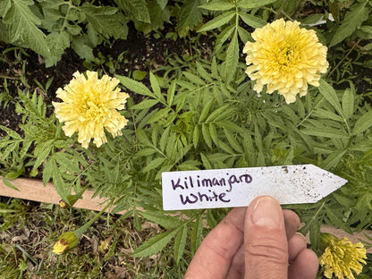 Marigold - Kilamanjaro White