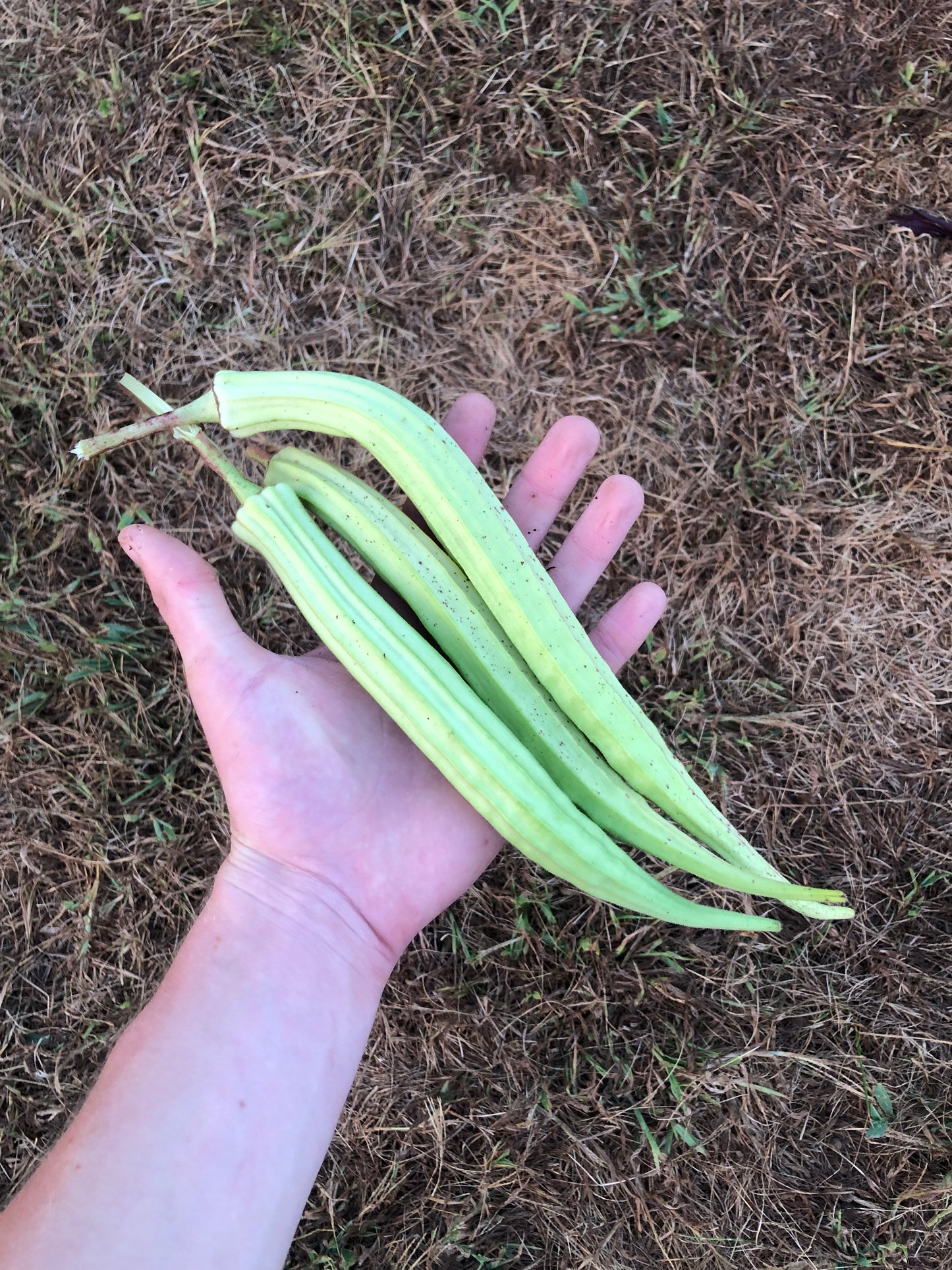 Okra - Louisiana 16 inch Long