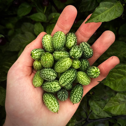 Cucumber - Mexican Sour Gherkin