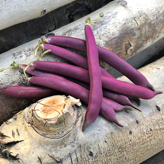 Bean - Red Swan
