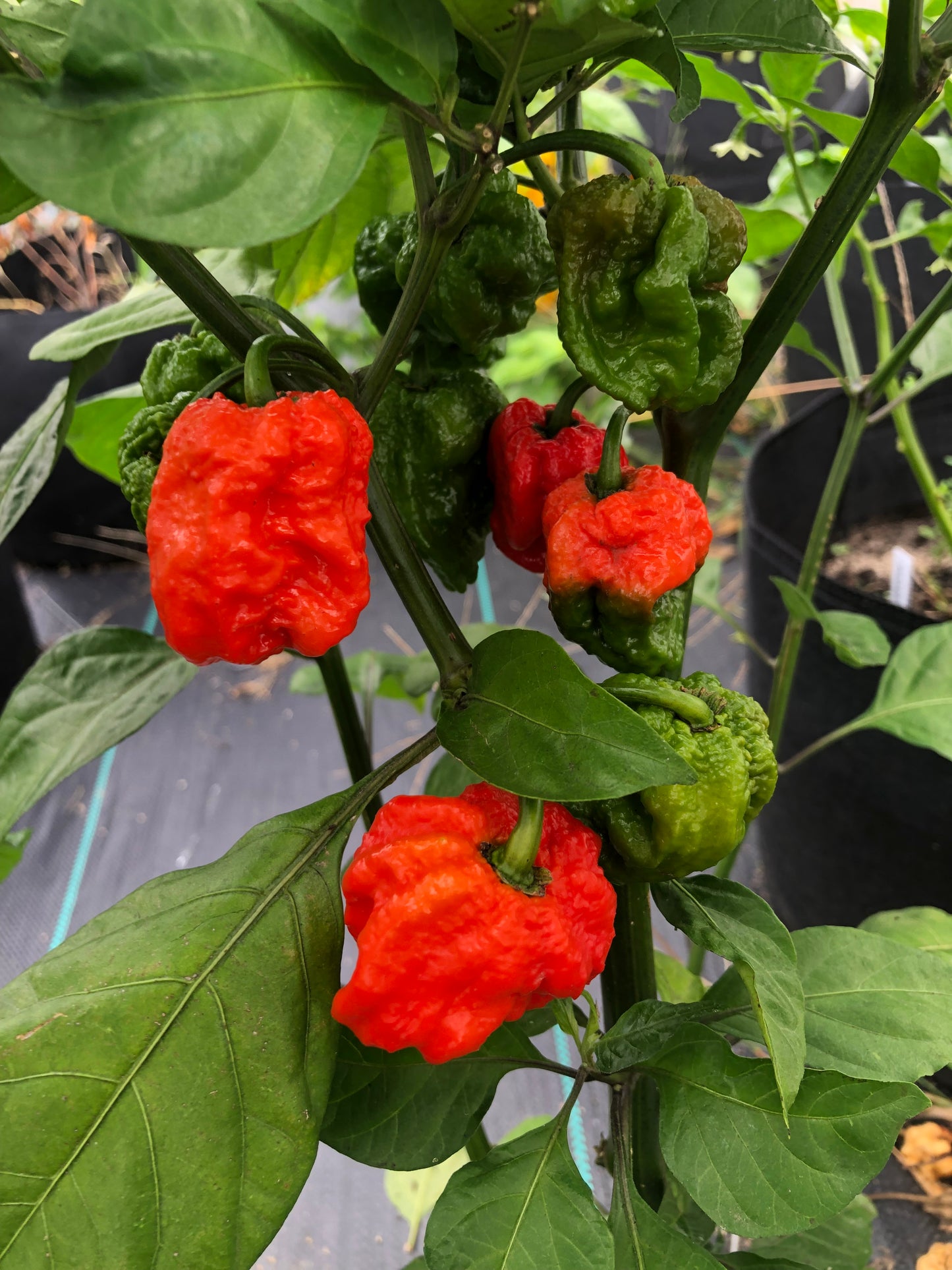 Pepper - 7 Pot Primo