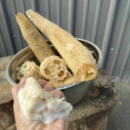 Luffa - Gourd Seeds