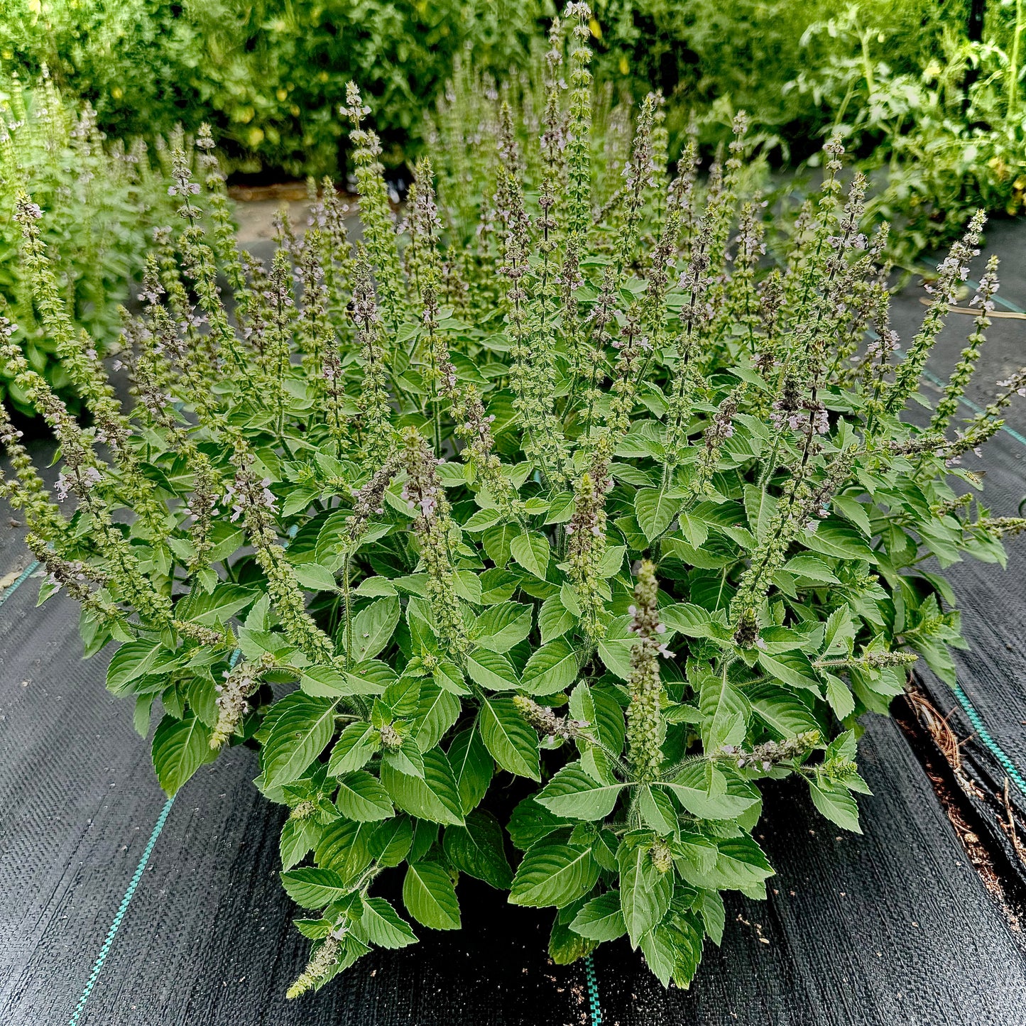 Basil - Blue Spice