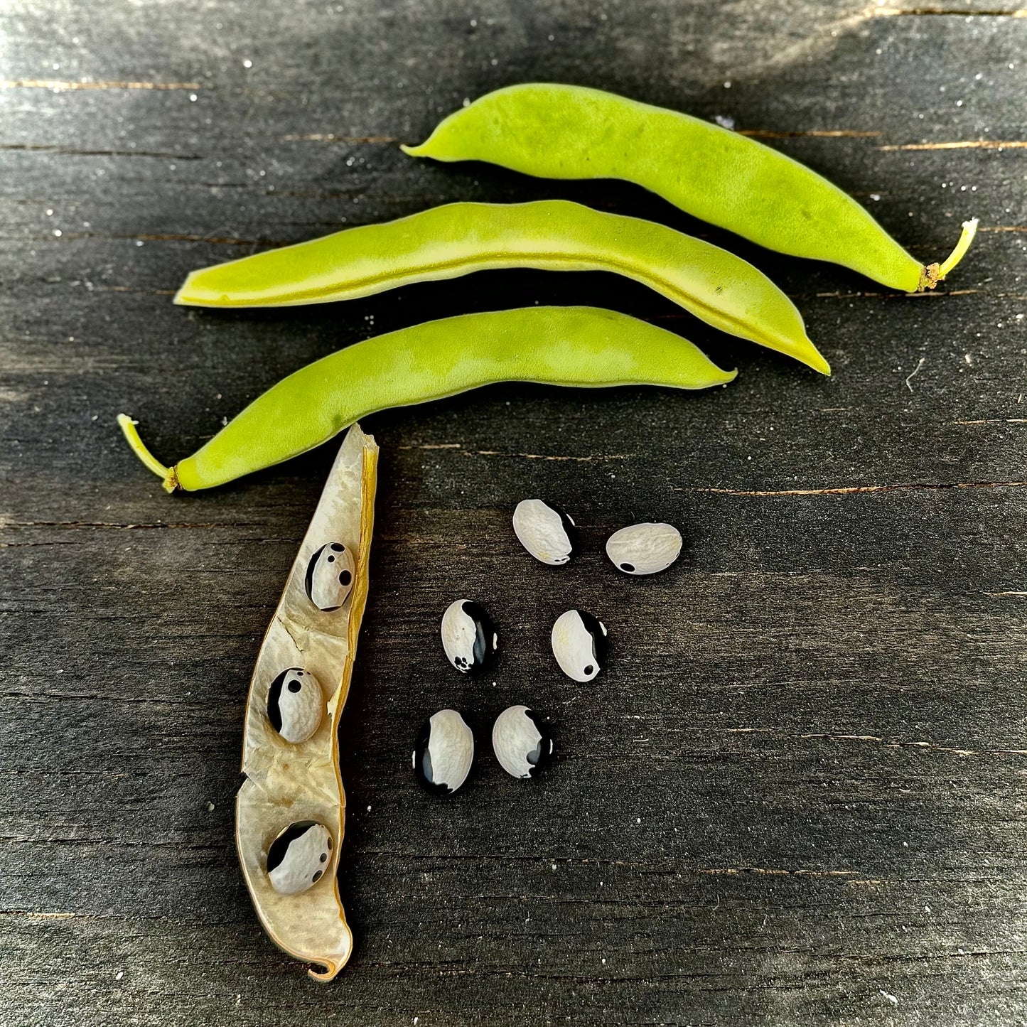 Bean - Calypso