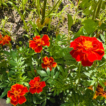 Marigold - Queen Sofia