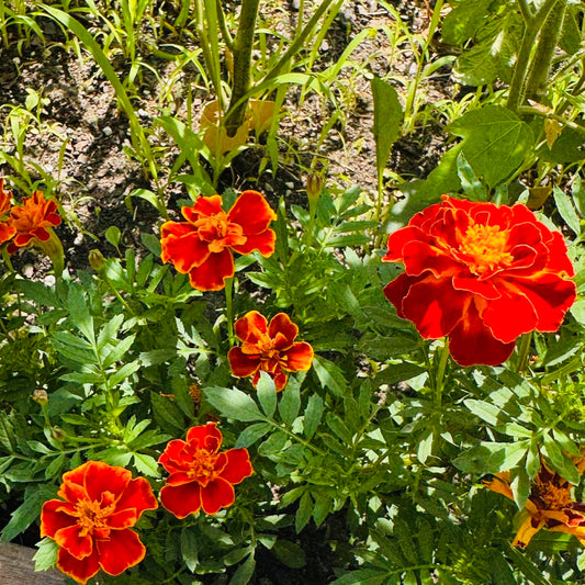 Marigold - Queen Sofia