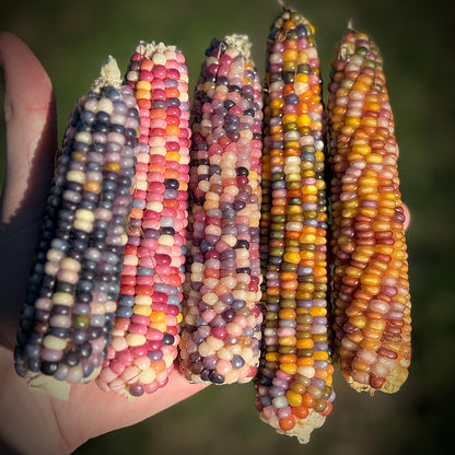 Corn - Glass Gem