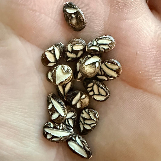 Watermelon - Cekirdegi Oyali