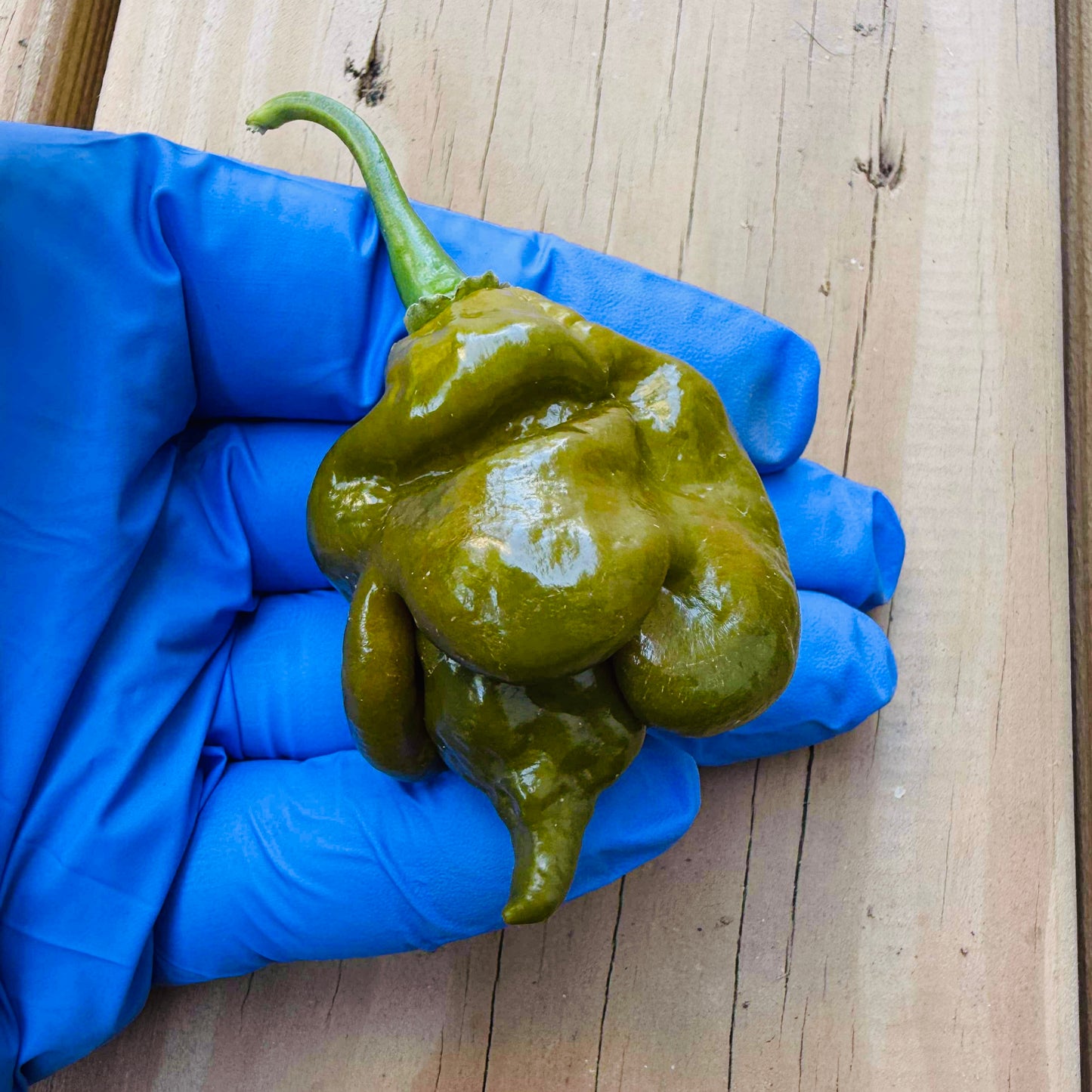 Pepper - Big Mustard Momma