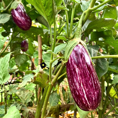 Eggplant - Listada De Gandia