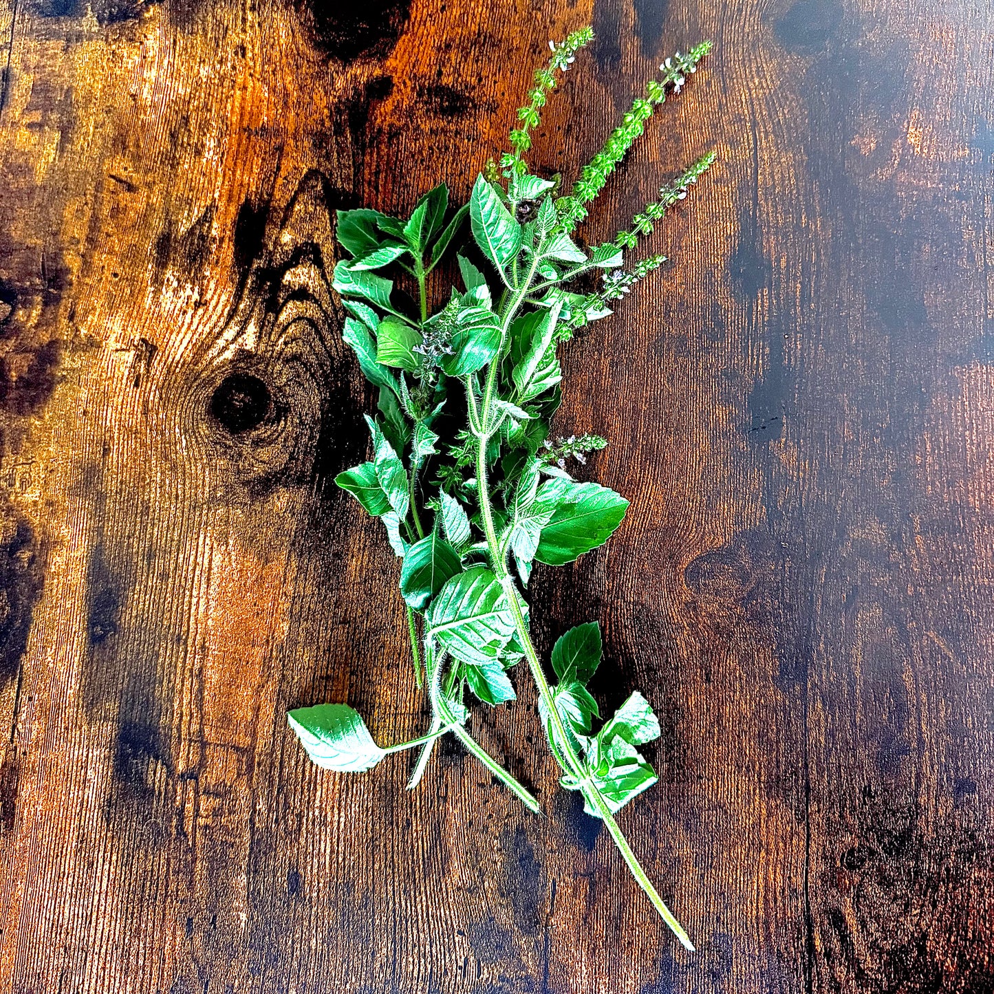 Basil - Blue Spice