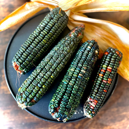 Corn - Oaxacan Green