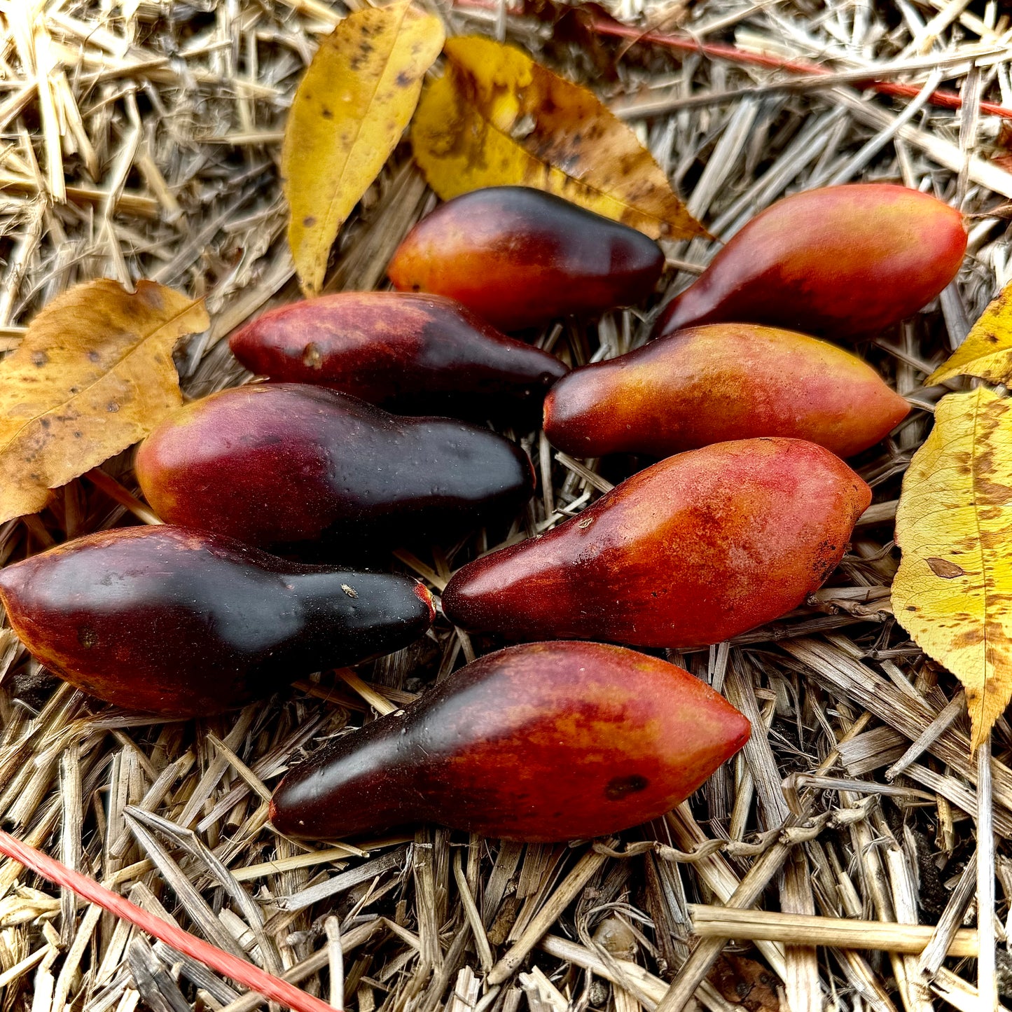 Tomato - Pink Panther