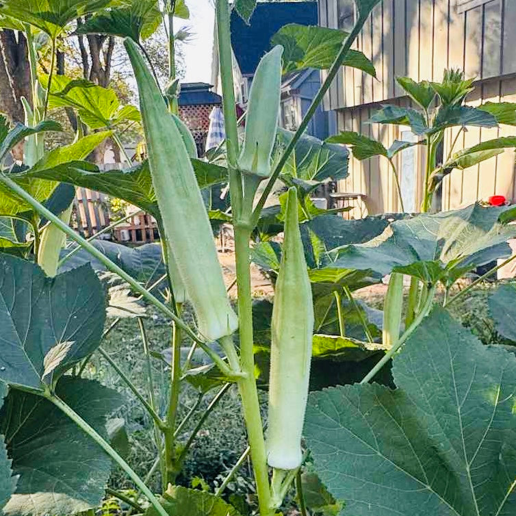Okra - Silver Queen