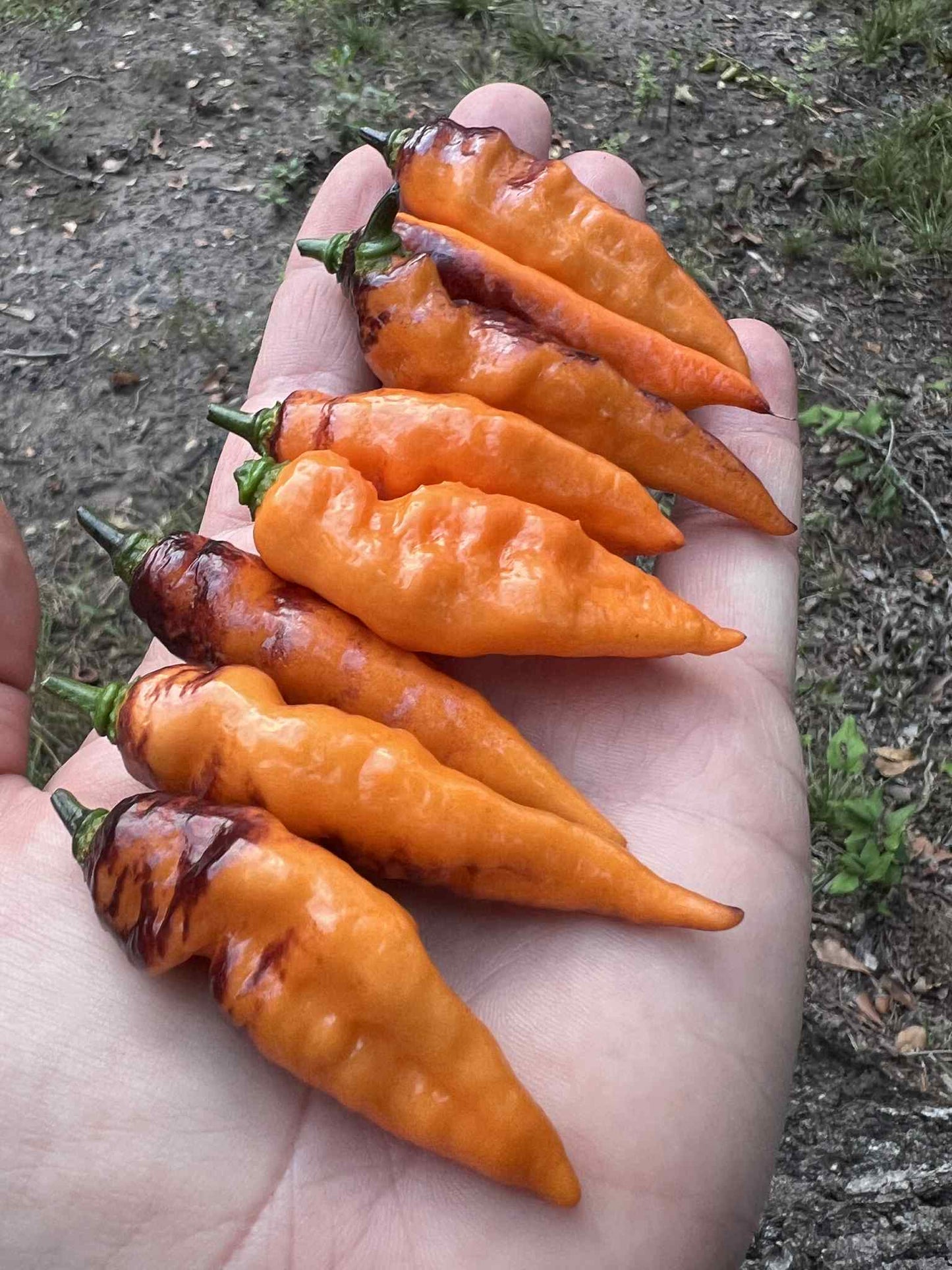 Pepper - Black Panther