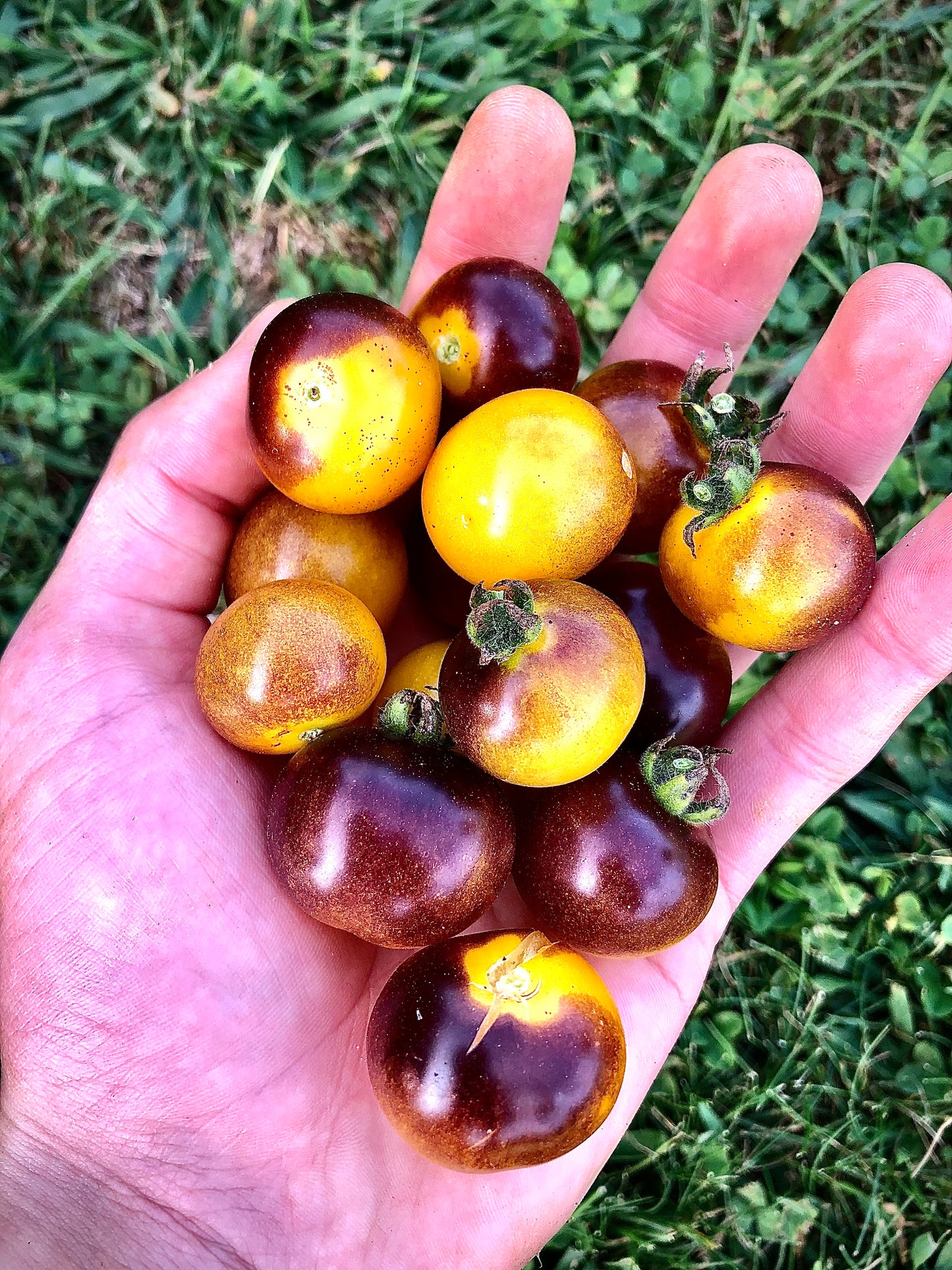 Tomato - Bosque Blue Bumblebee