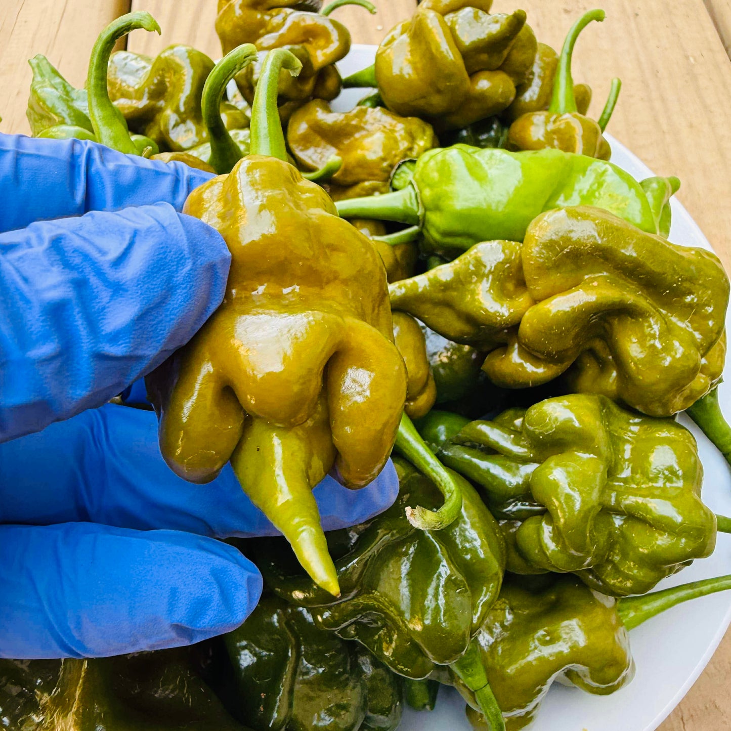 Pepper - Big Mustard Momma