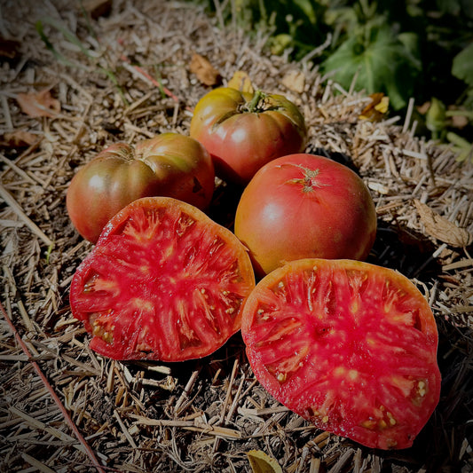 Tomato - Cherokee Purple