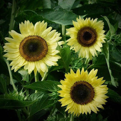 Sunflower - Lemon Queen