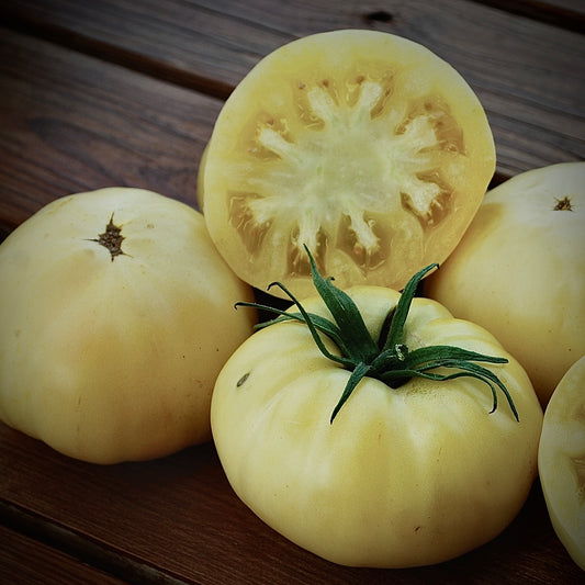 Tomato - White Tomesol