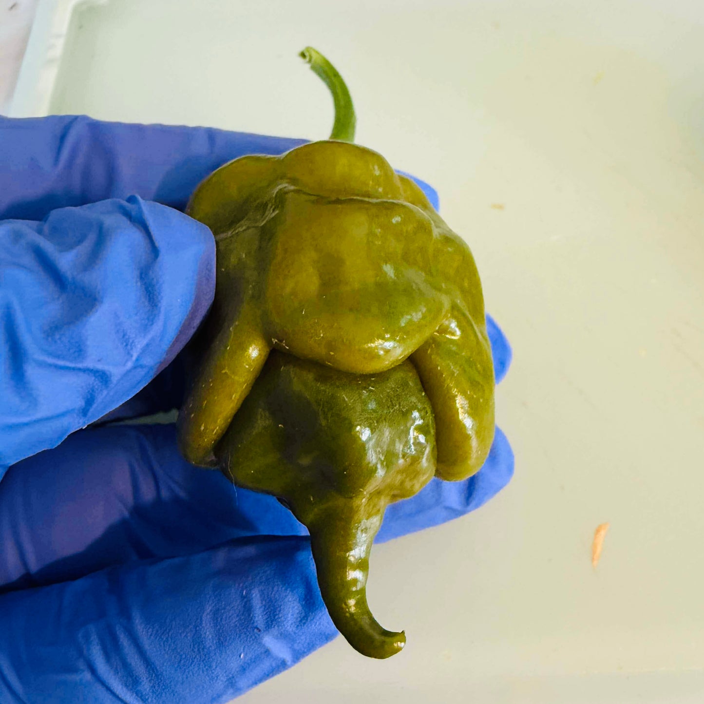 Pepper - Big Mustard Momma
