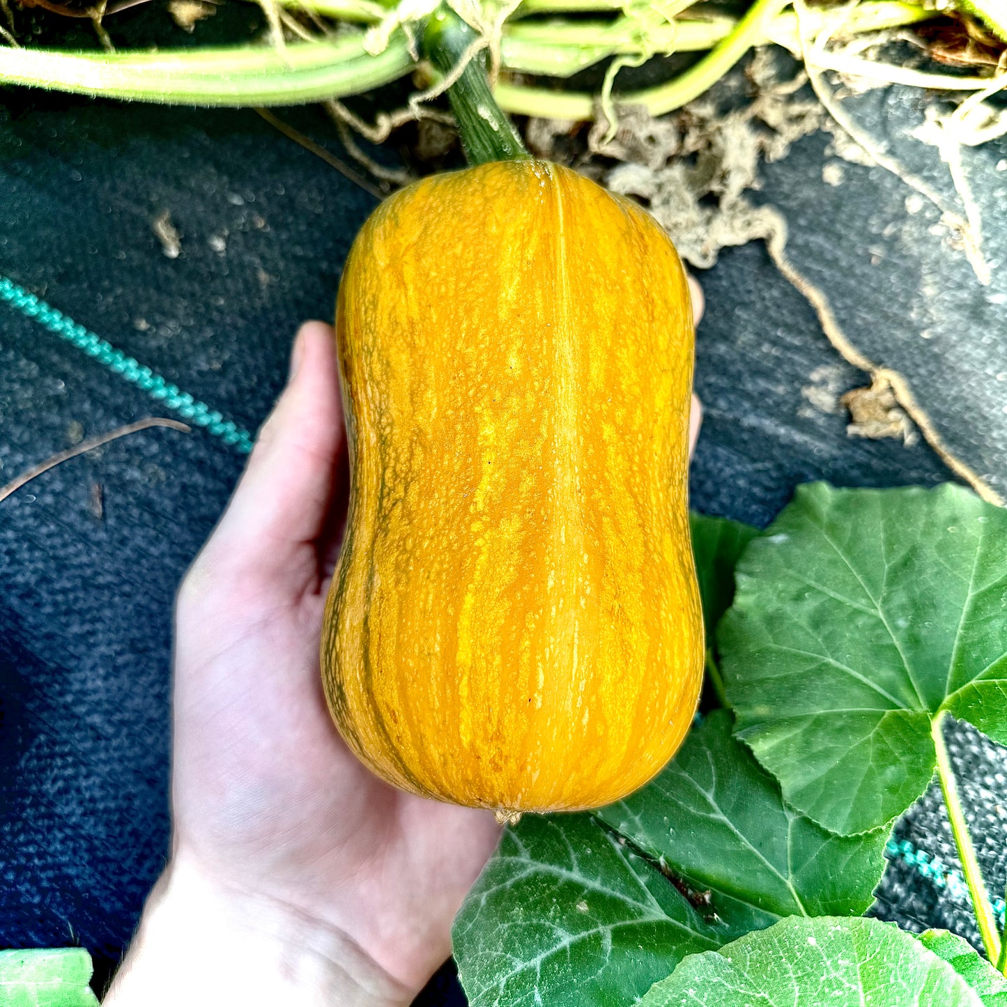 Squash - Honeynut