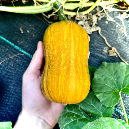 Squash - Honeynut
