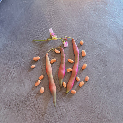 Bean - Tanya’s Pink Pod