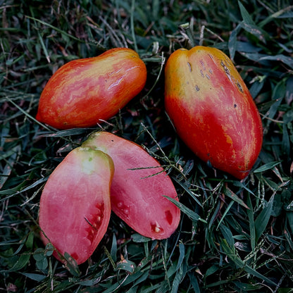 Tomato - Firebird’s Feather