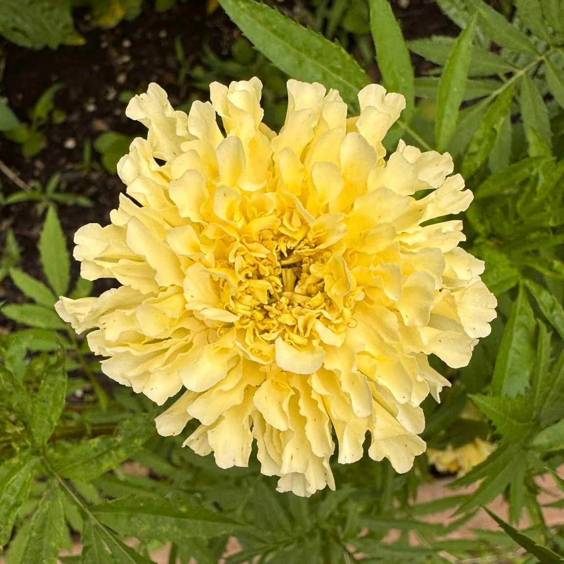 Marigold - Kilamanjaro White