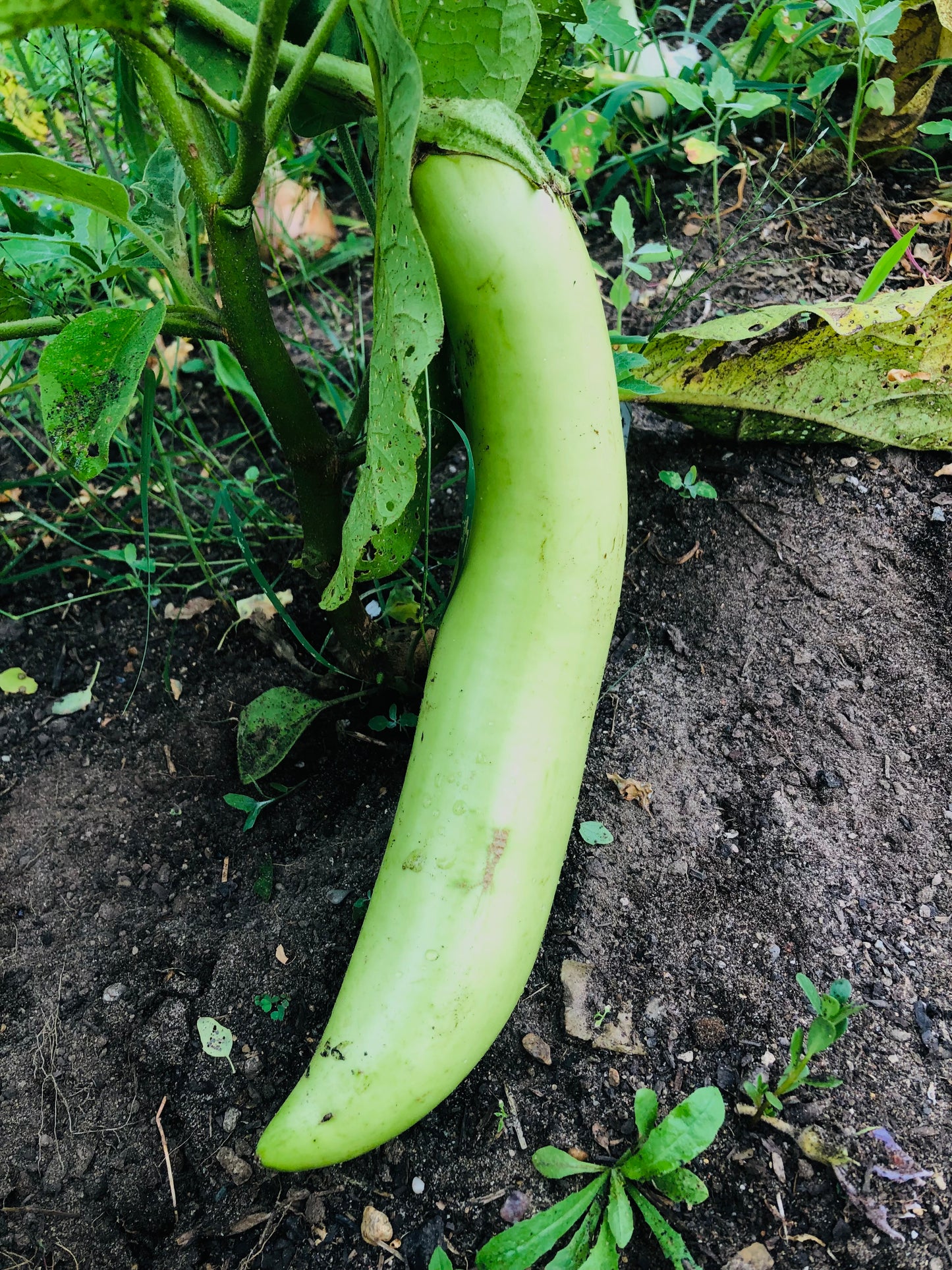 Eggplant - Satsuma Long