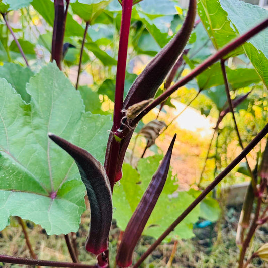 Okra - Bowling Red