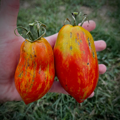 Tomato - Firebird’s Feather