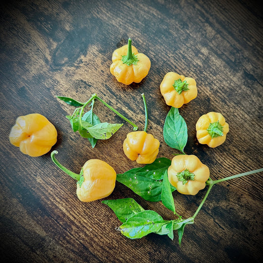 Pepper - Peachadew