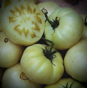 Tomato - Great White
