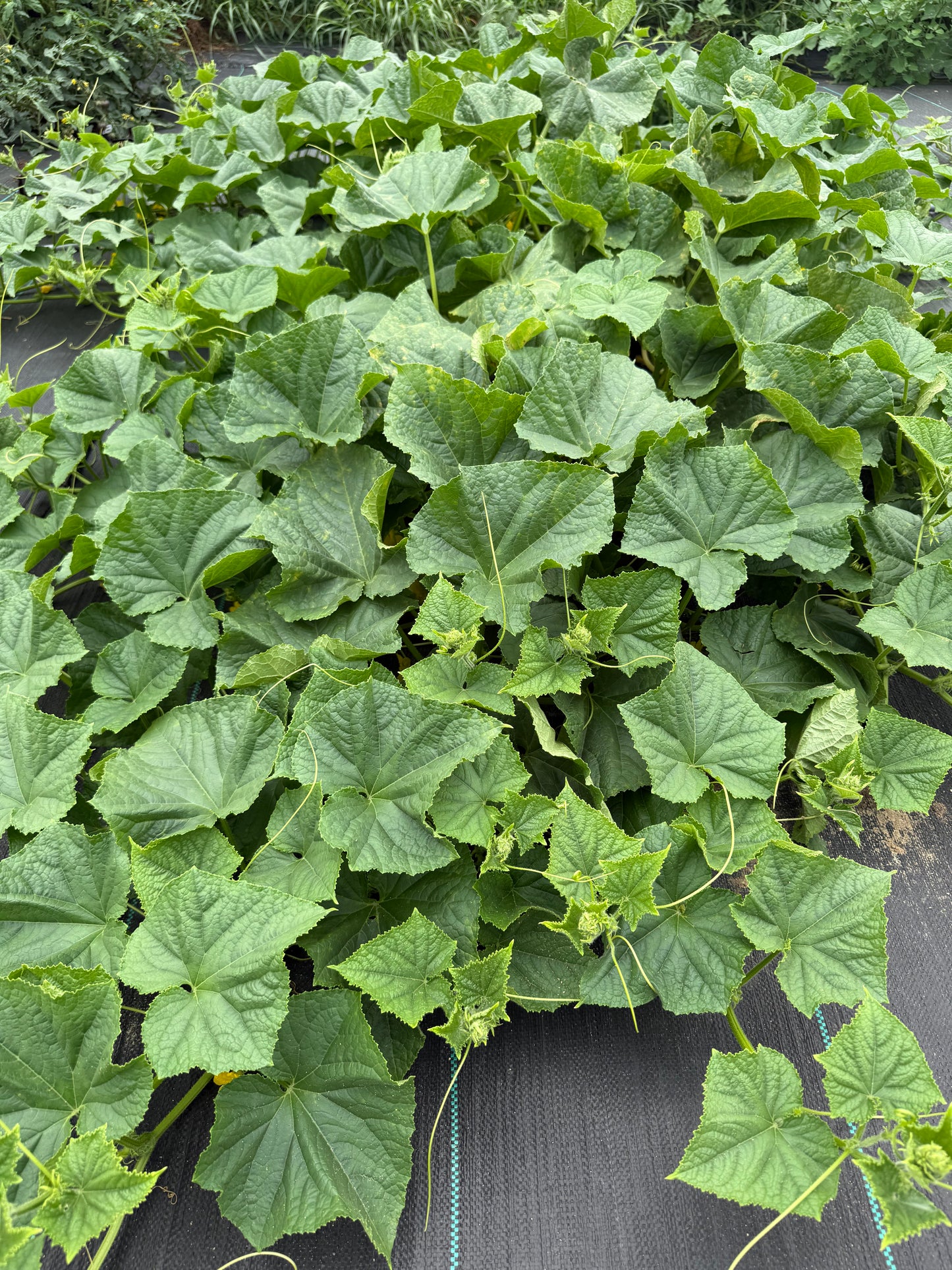 Cucumber - Shintokiwa