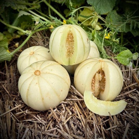 Melon- Kiku chrysanthemum
