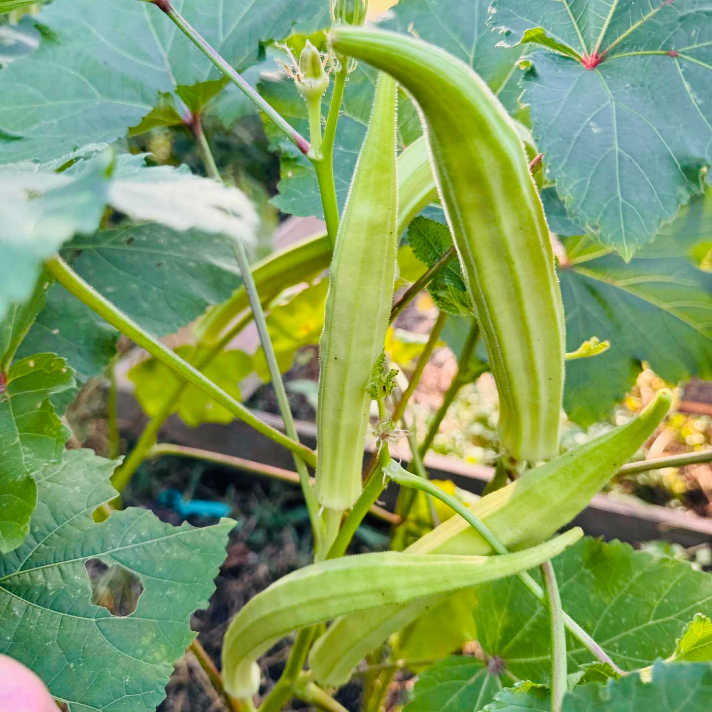 Okra - Burmese