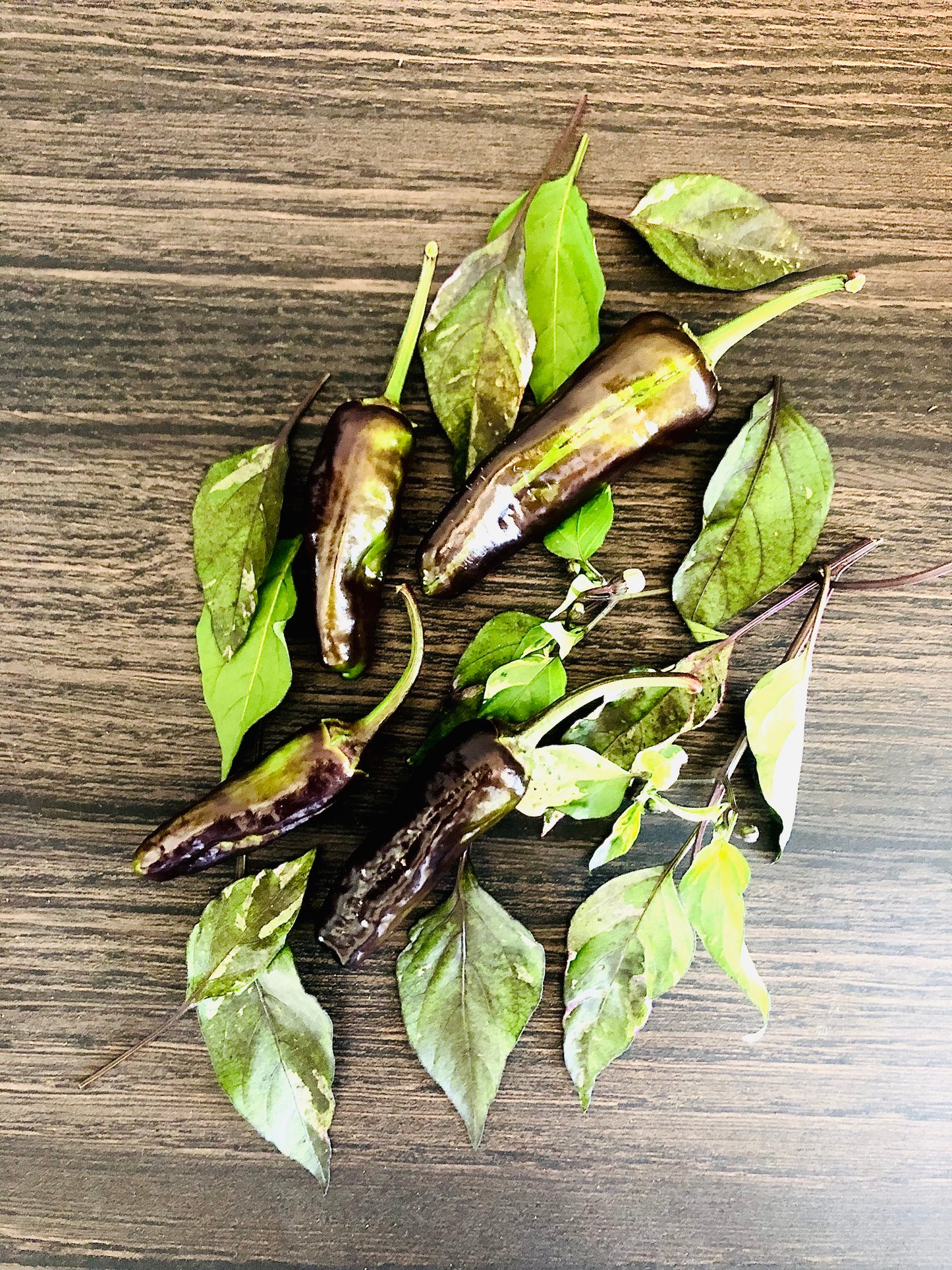 Pepper - CP-275 Variegated Italy