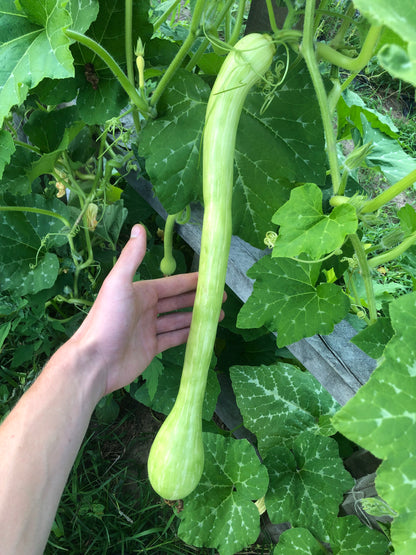 Squash - Zucchino Rampicante