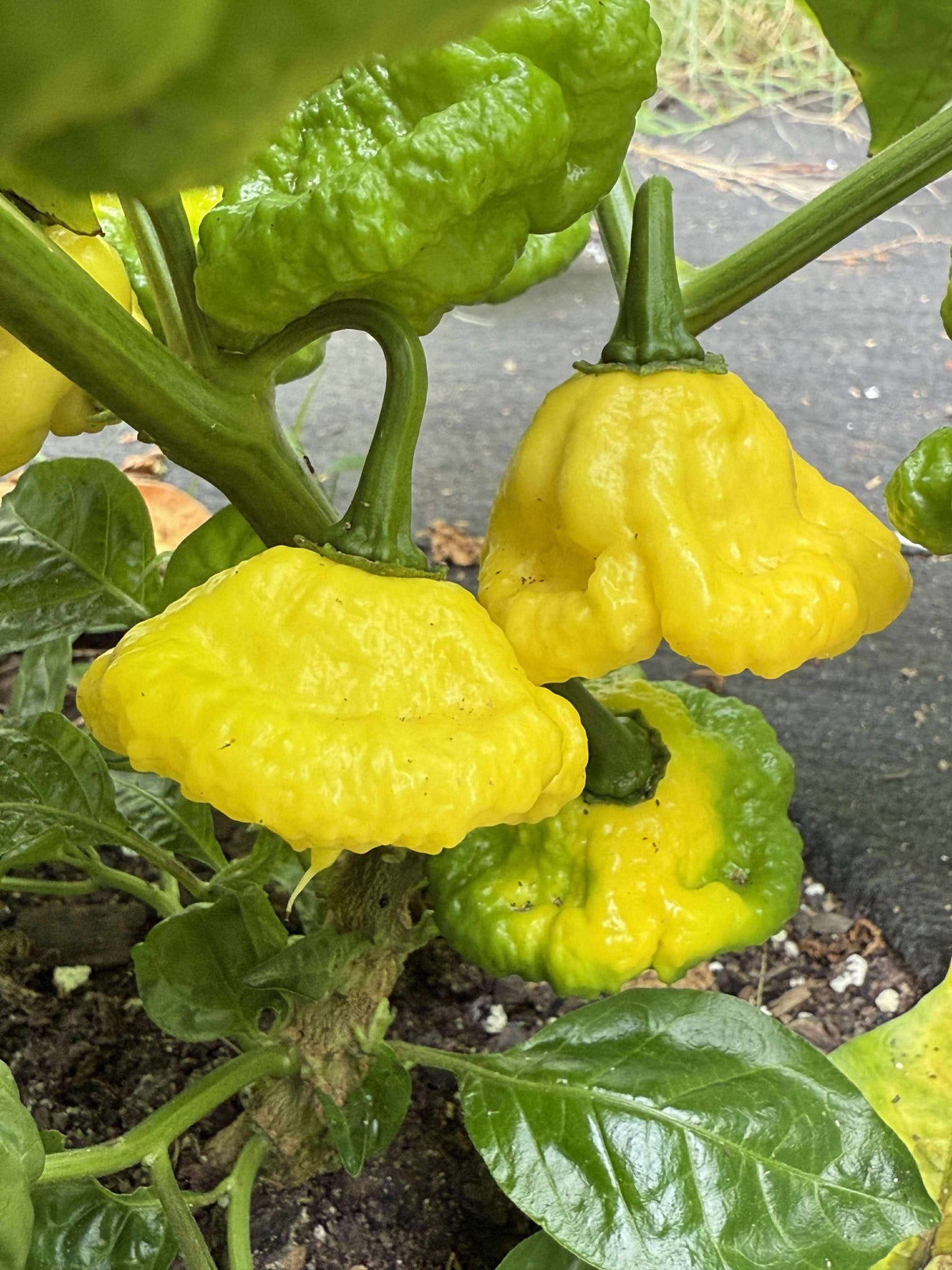 Pepper - Khang Starr Lemon Starburst