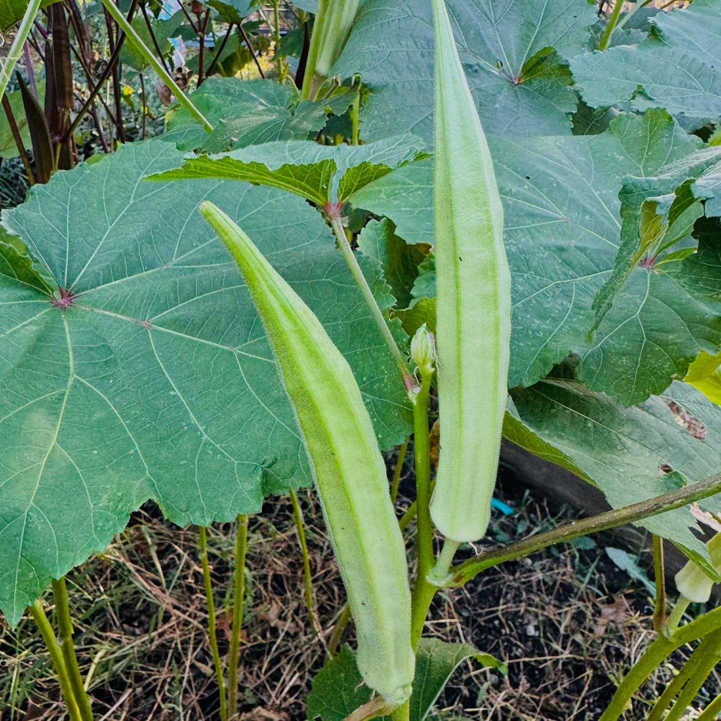 Okra - Burmese