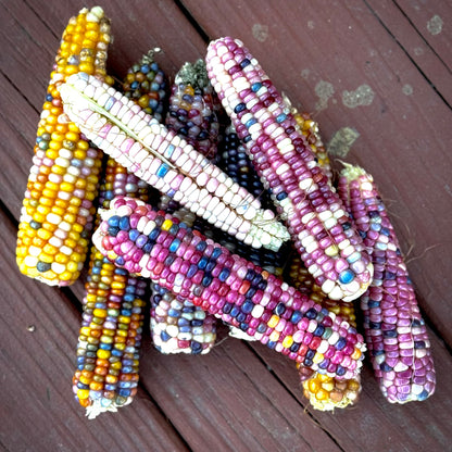 Corn - Glass Gem