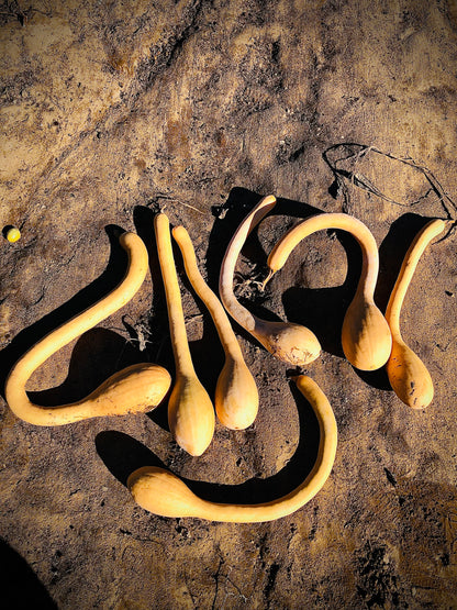 Squash - Zucchino Rampicante