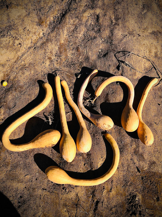 Squash - Zuchinno Rampicante