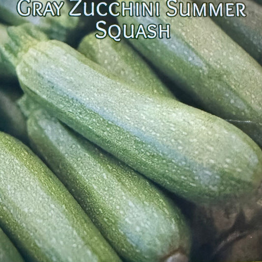 Squash - Gray Zucchini