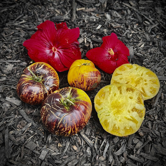 Tomato - Sun Queen