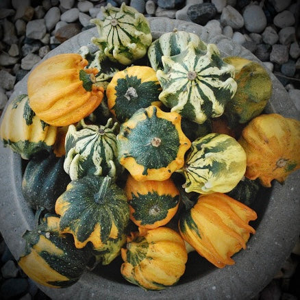 Squash - Crown Of Thorns