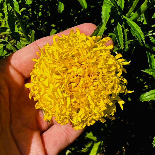 Marigold - Phyliss